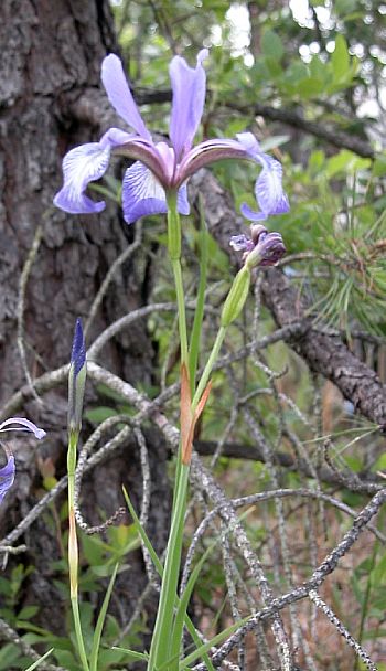 Iris prismatica